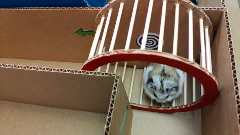 In real life, Hamster escapes the incredible maze for Pets