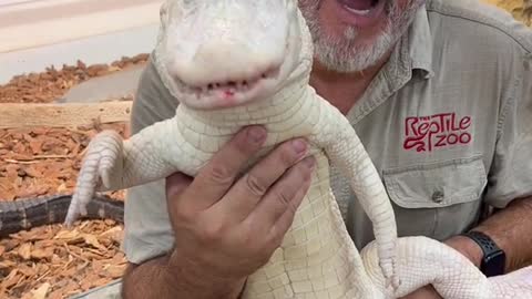 Albino American alligator love their food