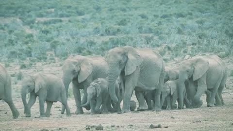 Elephant Movement in the jungle