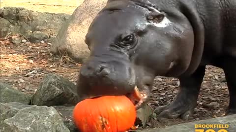 Animals Receive Halloween Pumpkins