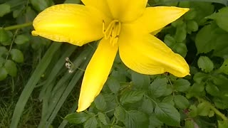 Yellow Daylily