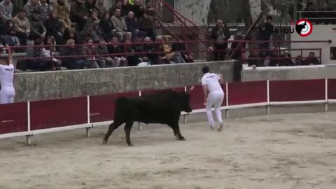 Big bull fight angry bull