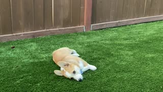 Augie the Corgi Puppy Runs out of Gas