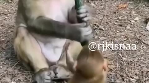 sven14 funny monkey videos | sven14 | @sven14