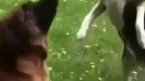 😂🤣Funny Pets Crazy Fails Compilation #03🐶😹 Try Not To Laugh Challenge Impossible 2021 #shorts