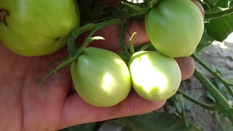 Heirloom Tomatoes