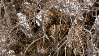 The leopard climbing the tree