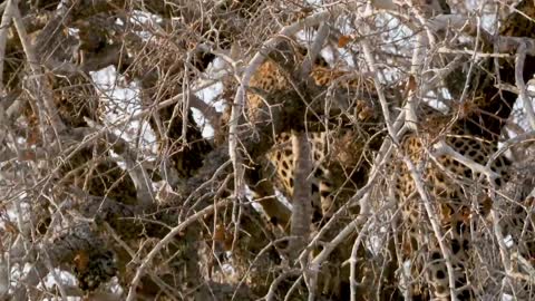 The leopard climbing the tree