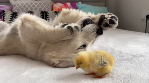 olden Retriever Puppy and Tiny Chick.mp4