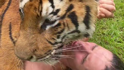 Tiger Playing With A Man