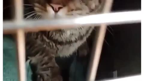 Angry Cat Shows His Teeth