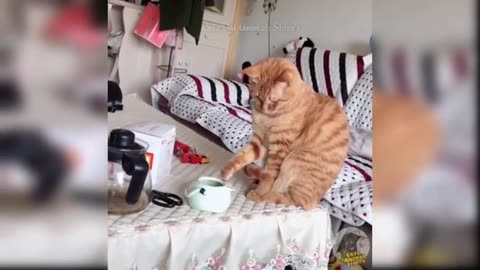 Funny Cat Video