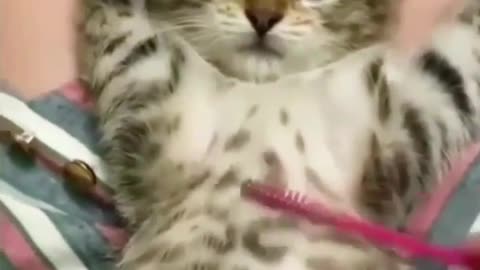 Funniest Cats 😹 Don't try to hold back Laughter 😂 Funny Cats Life