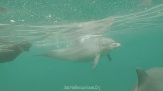 Dolphin Diary 040922