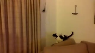 This Cat Just Grossly Miscalculated!