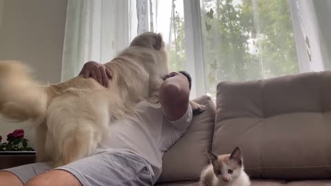 Golden Retriever Meets New Baby Kitten for the First Time!