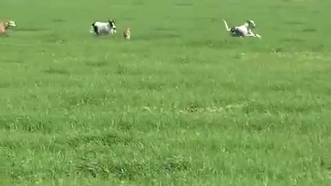 Dogs vs rabbit 🐇 beautiful video