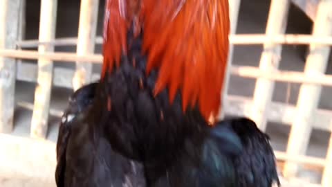 Ayam jago berkokok