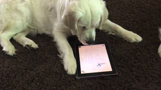 Golden Retriever fascinada con juego de iPad para mascotas