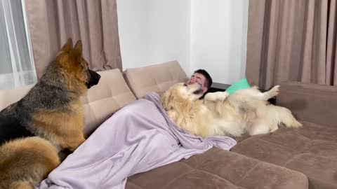 Golden Retriever and German Shepherd Wake Me Up