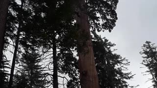 Sequoia National Park at the "Grand Grove" of Giant trees. 5/8/23 CA