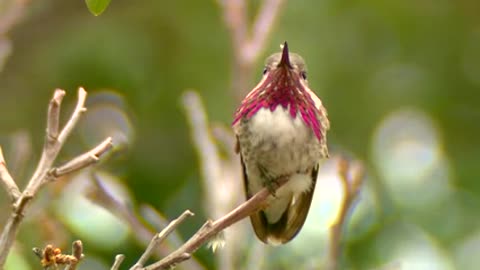 Cute Bird at the morning