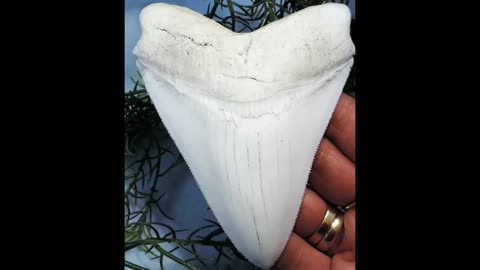 Megalodon Shark Tooth Replica 5 Inches Long White