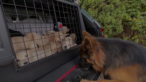 German Shepherd Meets Puppies for The First Time