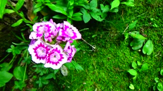 Sweet William