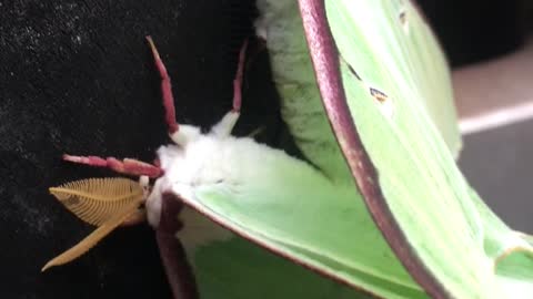 Luna Moths Mating