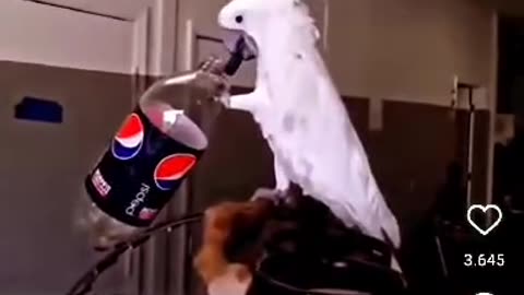 The Parrot that Opens and Drinks a Coca Cola!