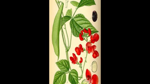 Old World Agriculture Scarlet Runner Bean Domestication