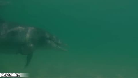 Mother Dolphin Talking to Unborn Child - Puck's Story Part 2 - Dolphins of Shark Bay