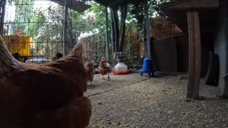 Backyard Chickens Fun Chickens During Rain Sounds Noises Hens Clucking Roosters Crowing!