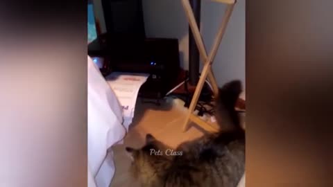 Funniest_Animals_😂_Funny_Dogs_and_Cats_Videos_2023_😺🐶_Part_13
