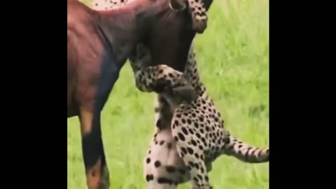 How Fast Cheetah Hunting Skills