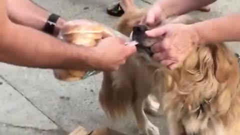 Dog snatches passing shopper's burger buns and refuses to let go