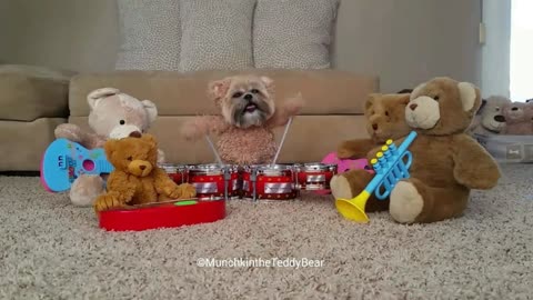 Munchkin the Teddy Bear play drums, forms rock band