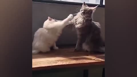 Funny cat videos