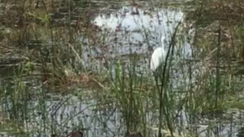 Two duck families and a great egret