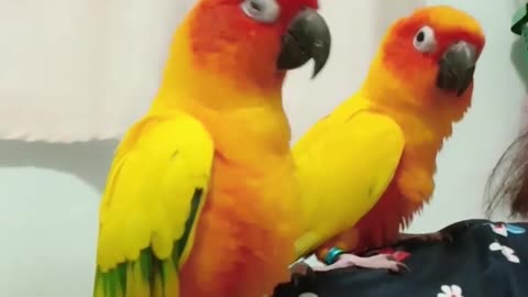 Sun Conures Have Dance Party