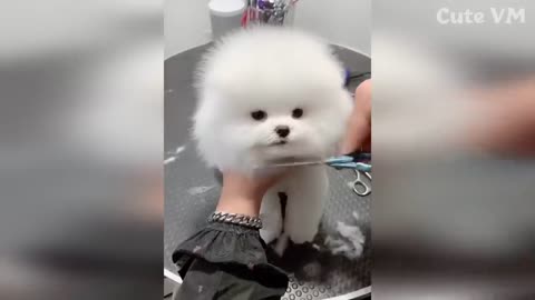 Cute Pomeranian Puppies Doing Funny Things