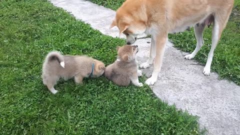 Dogs child in mother happy