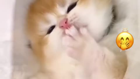 Cute Cat,s viral video on Tiktok