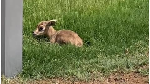 A baby deer On Near Burjkhalifa Dubai Amazing Video