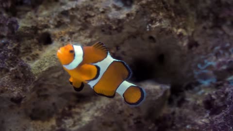 Relaxing Clownfish | 4Hrs