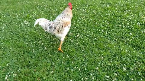 Rooster Playing Outside