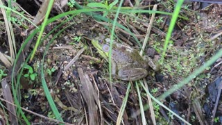 Frogs on the Mississippi River