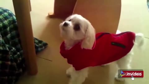 Funny and cute dogs trying to communicate with owners