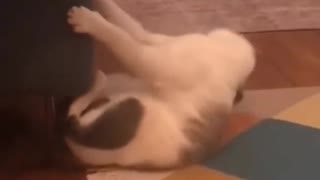 Cat dance head banging